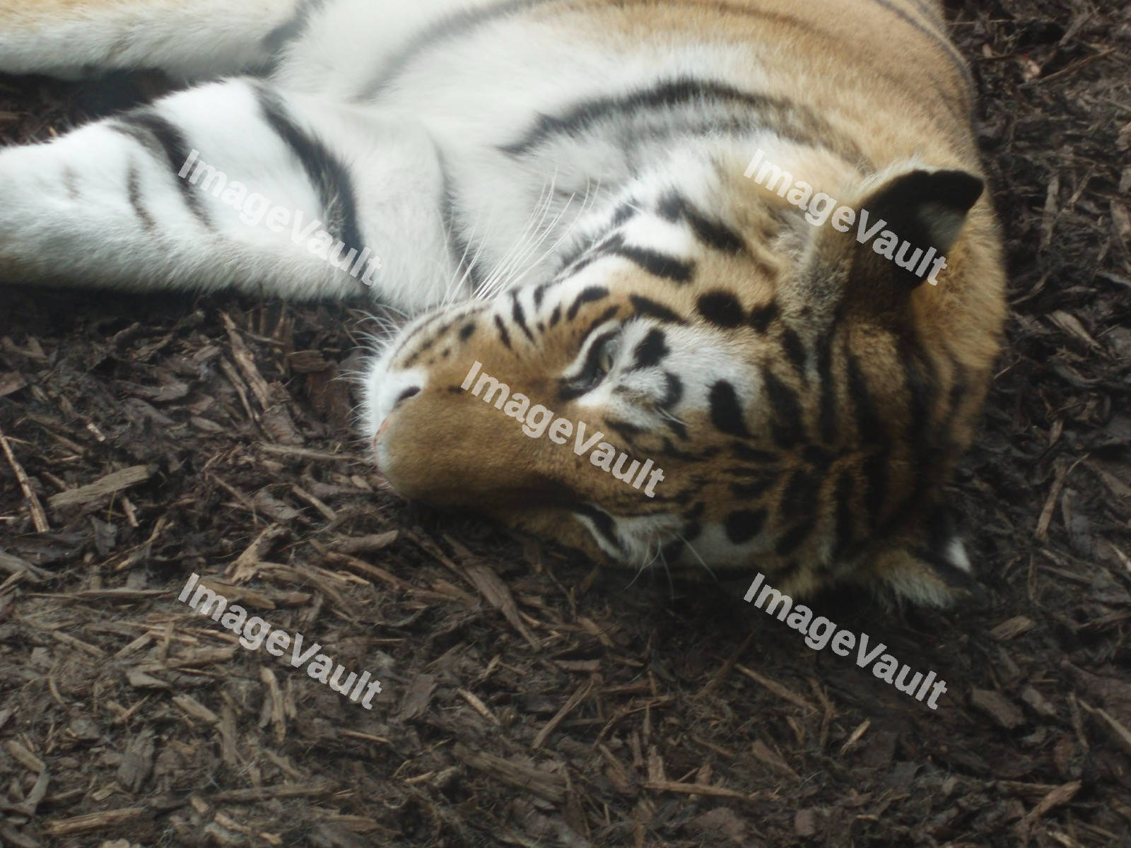 Relaxed Tiger